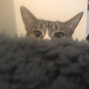 Meet your Posher, Ocean